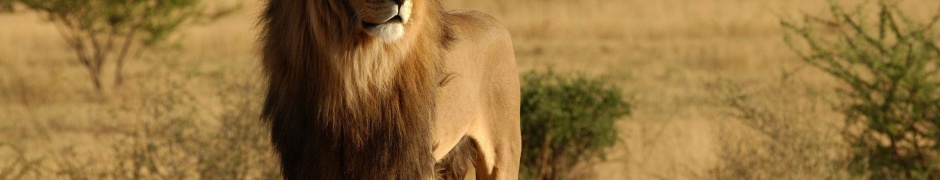 Lion Savannah Calmness Standing