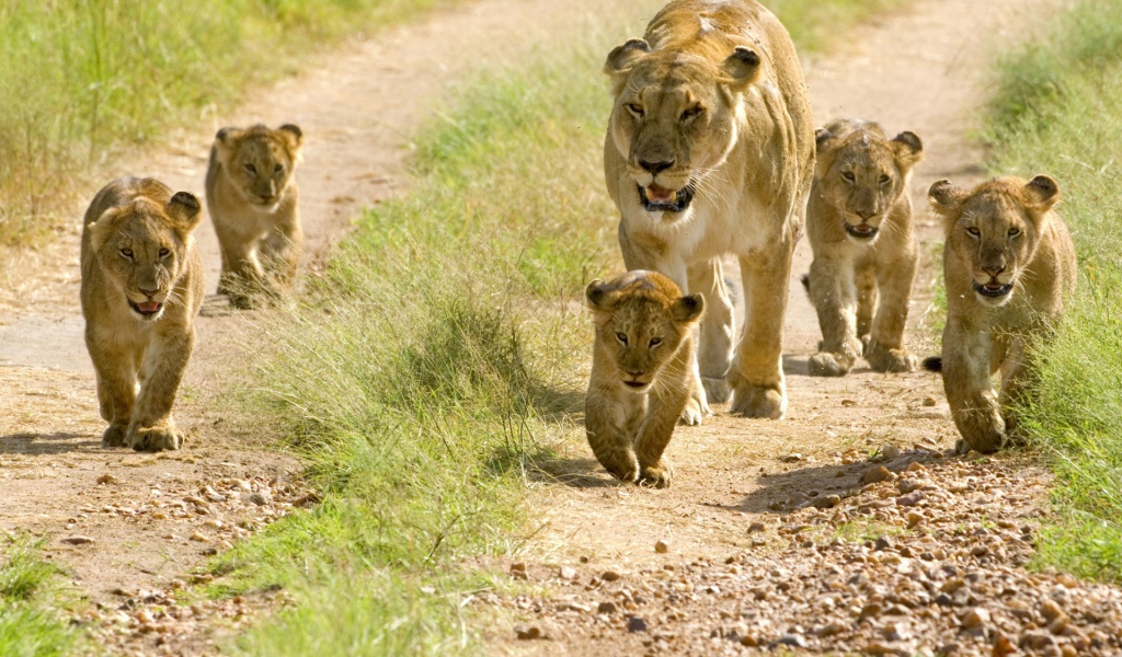 Lioness With Her Cubs