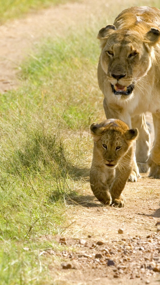 Lioness With Her Cubs