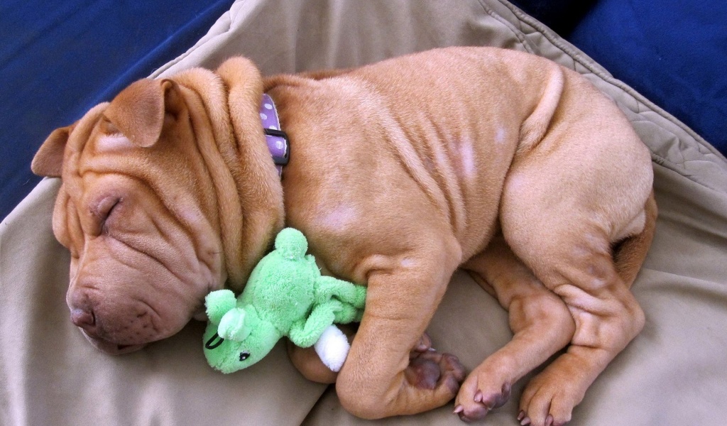Little Dog Sleeping