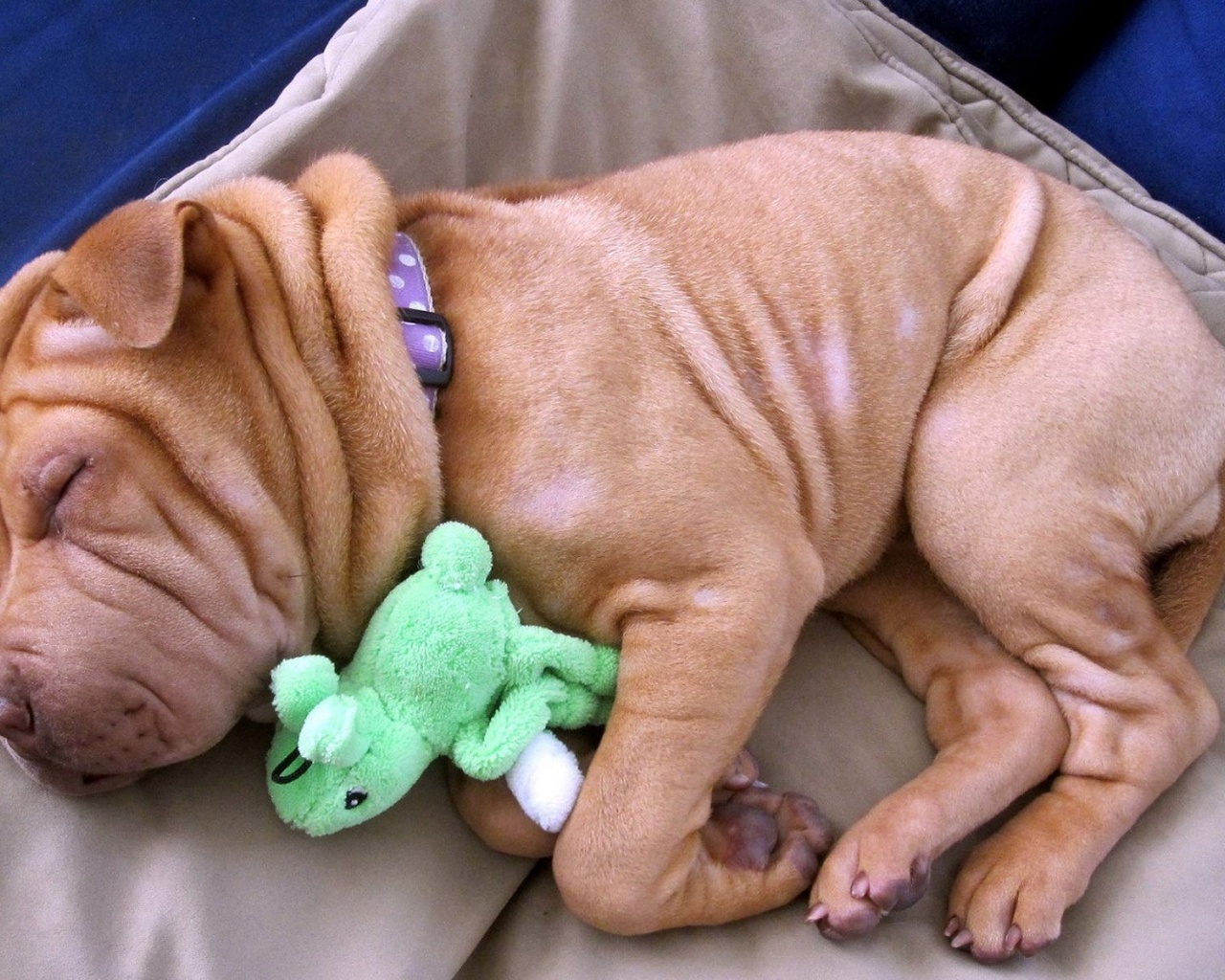Little Dog Sleeping