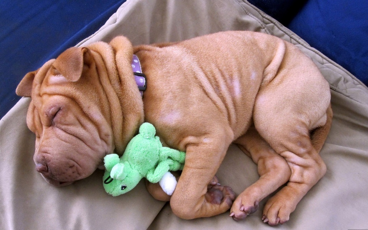 Little Dog Sleeping