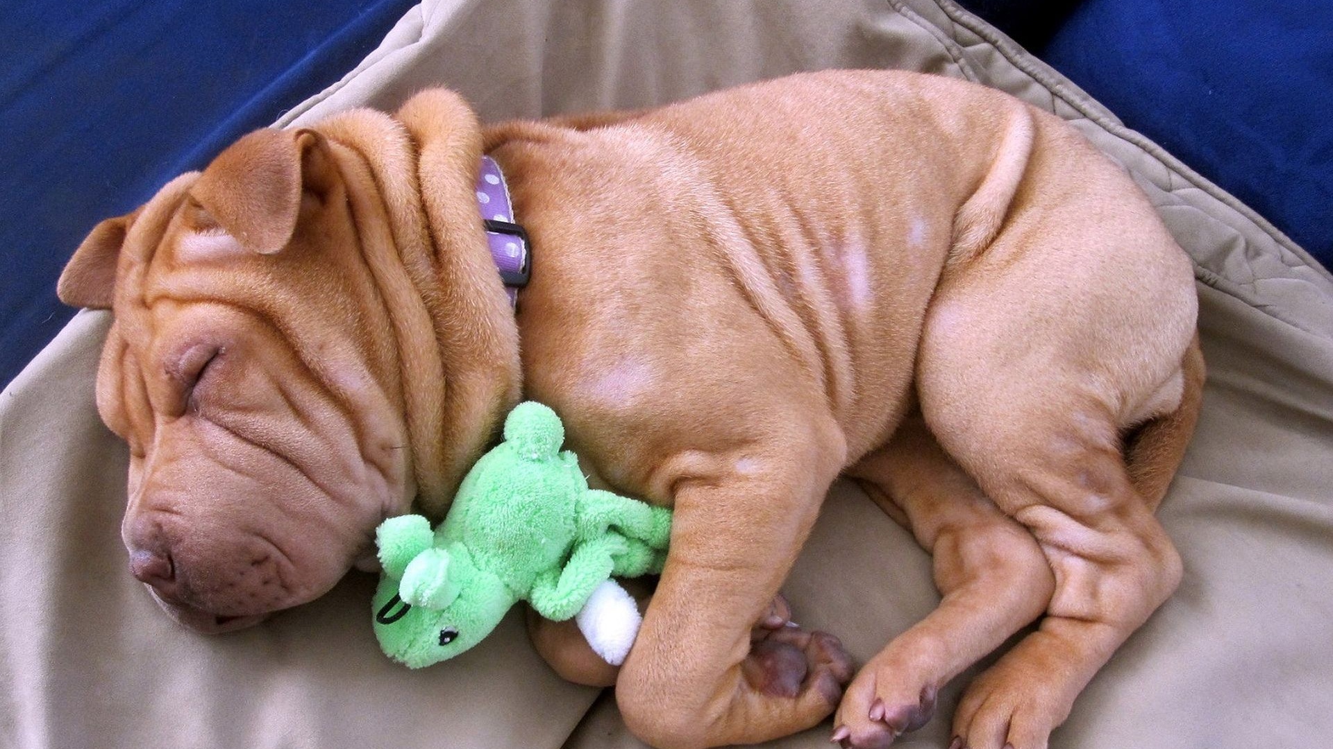 Little Dog Sleeping