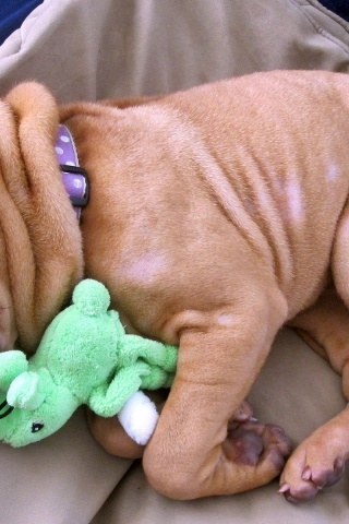 Little Dog Sleeping