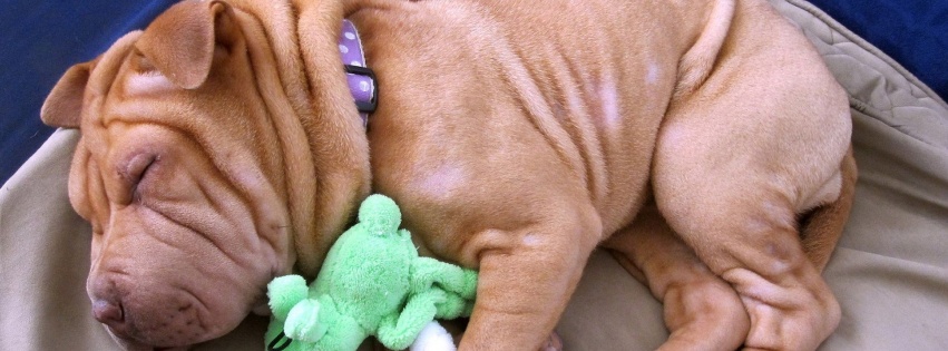 Little Dog Sleeping