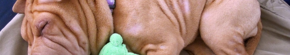 Little Dog Sleeping