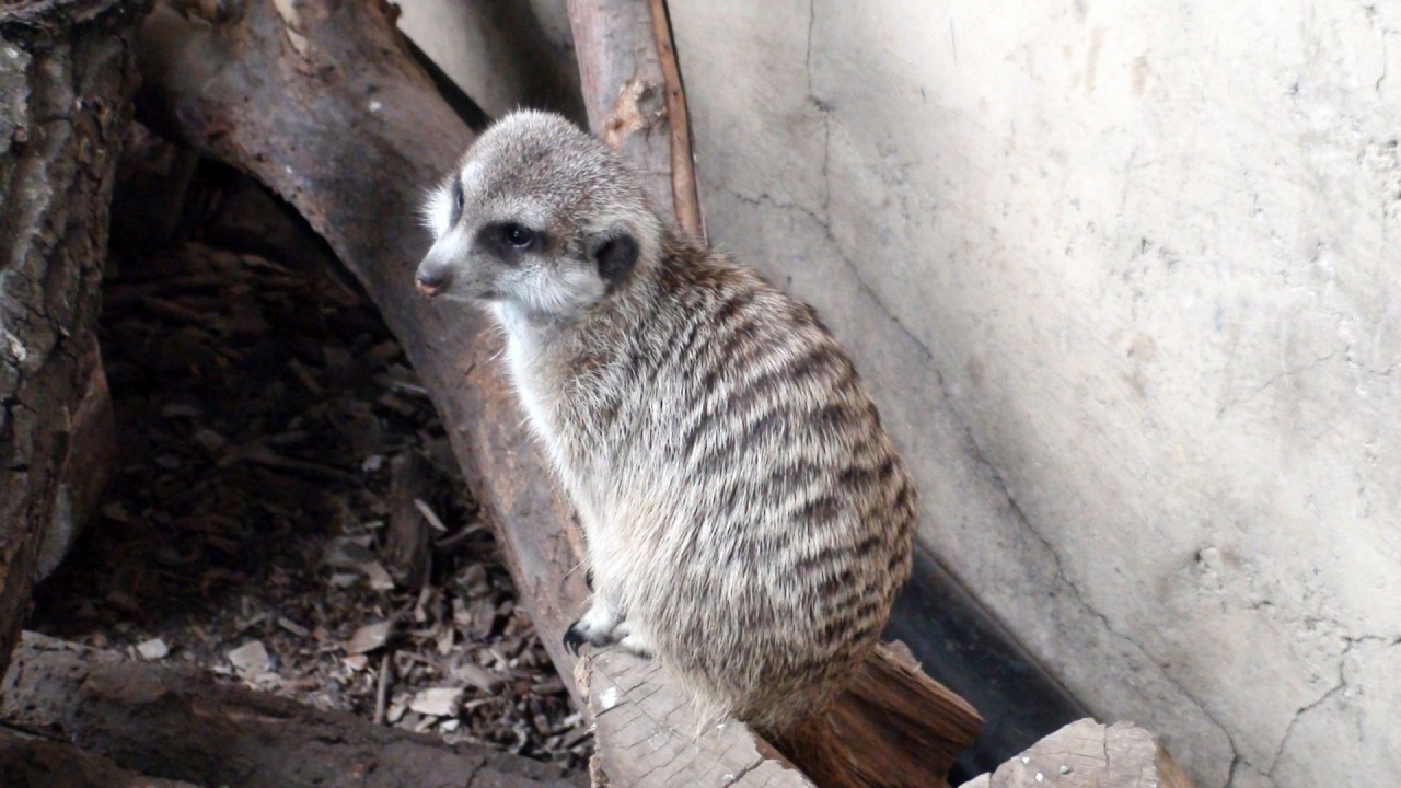 Log Meerkat Suricate Head Zoo