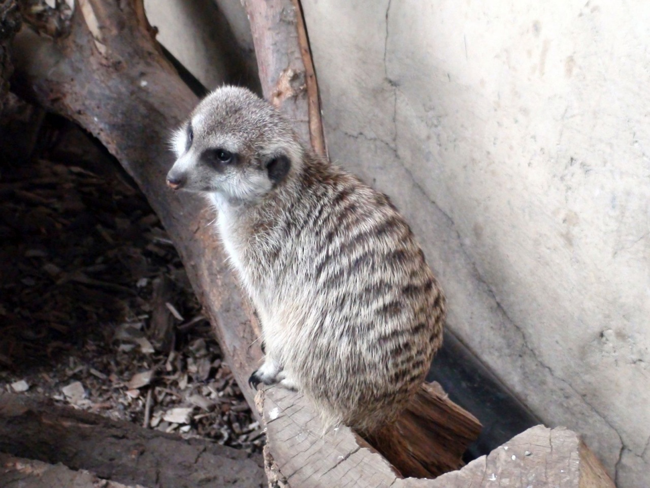 Log Meerkat Suricate Head Zoo