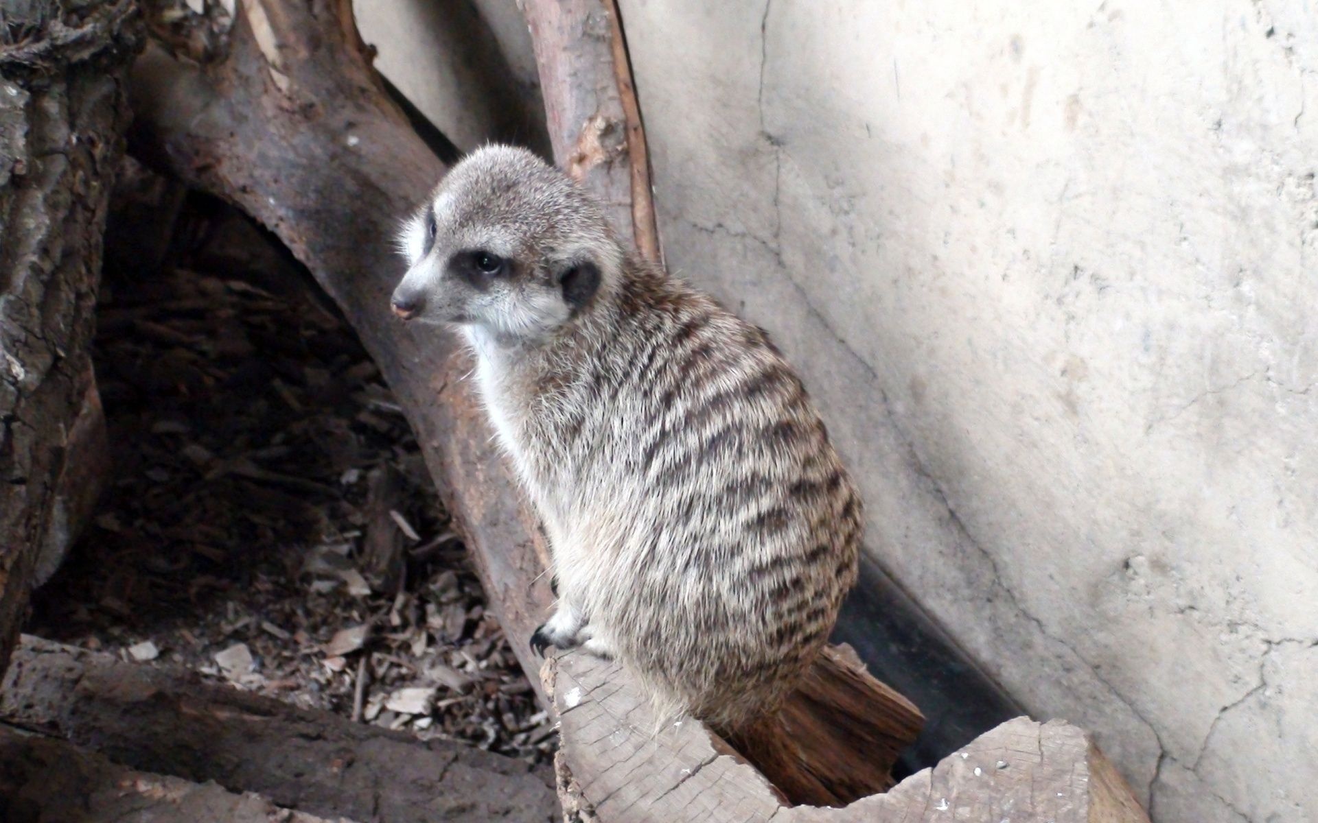 Log Meerkat Suricate Head Zoo