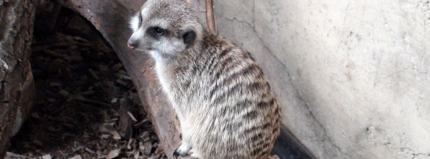 Log Meerkat Suricate Head Zoo