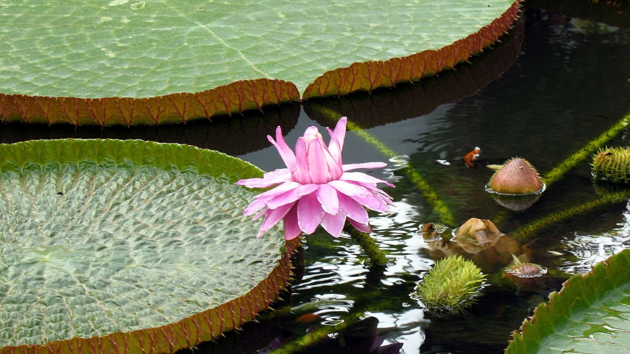 Lotus Flowers Nature