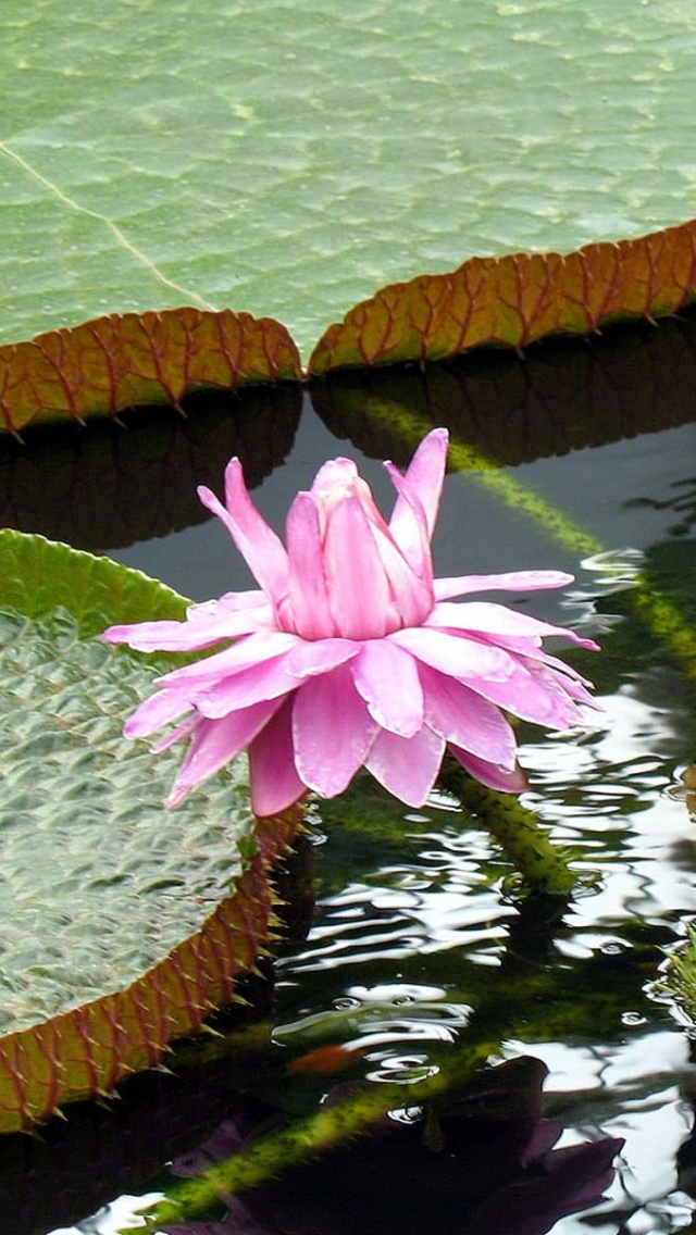 Lotus Flowers Nature