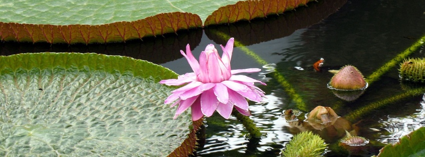 Lotus Flowers Nature