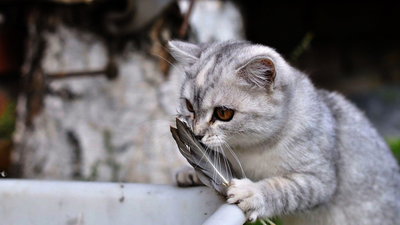 Lovely Cat Playing