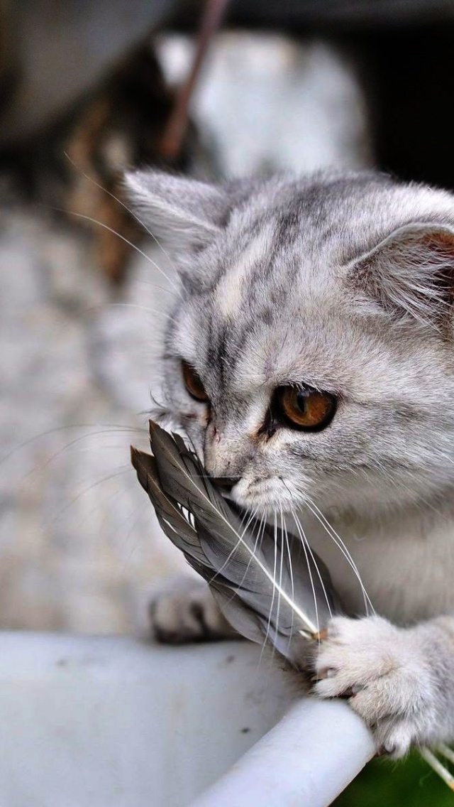 Lovely Cat Playing