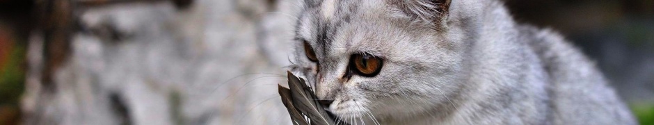 Lovely Cat Playing