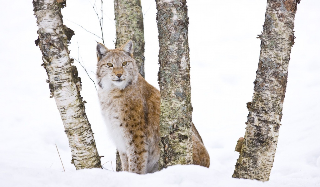 Lynx Cold Snow Cat