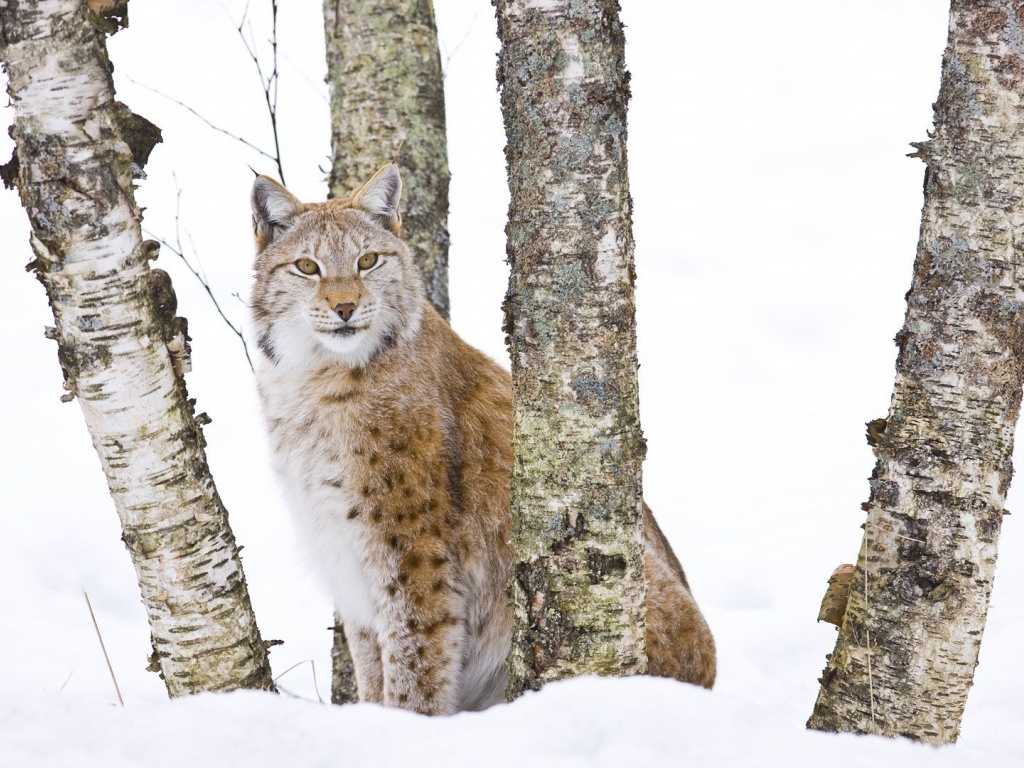 Lynx Cold Snow Cat