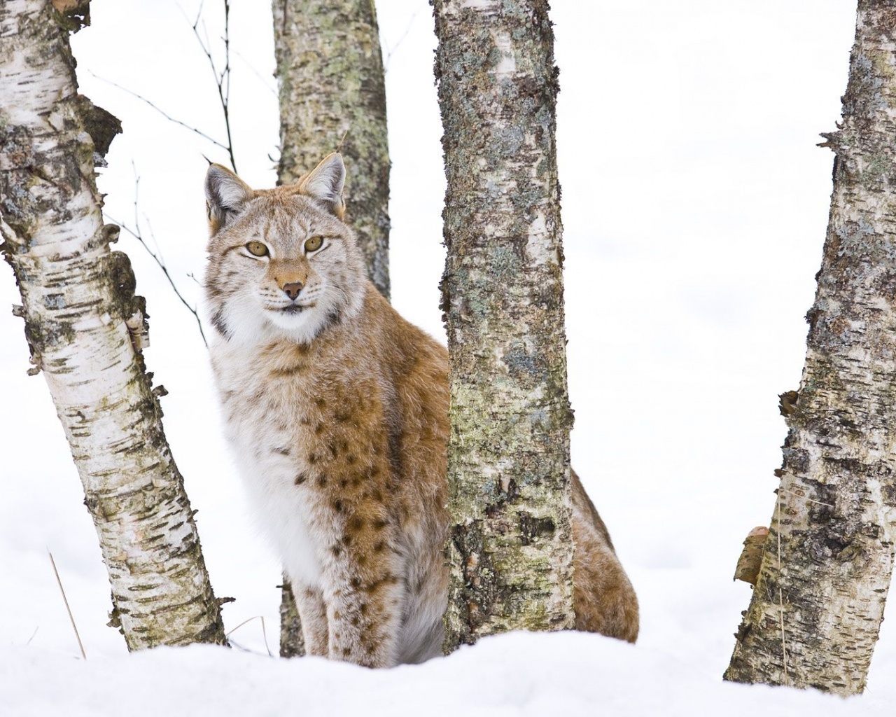 Lynx Cold Snow Cat