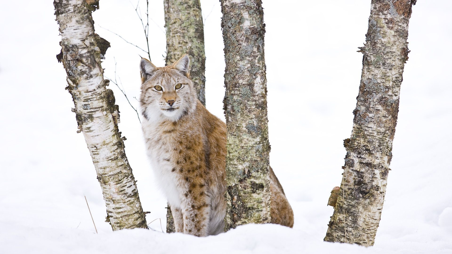 Lynx Cold Snow Cat