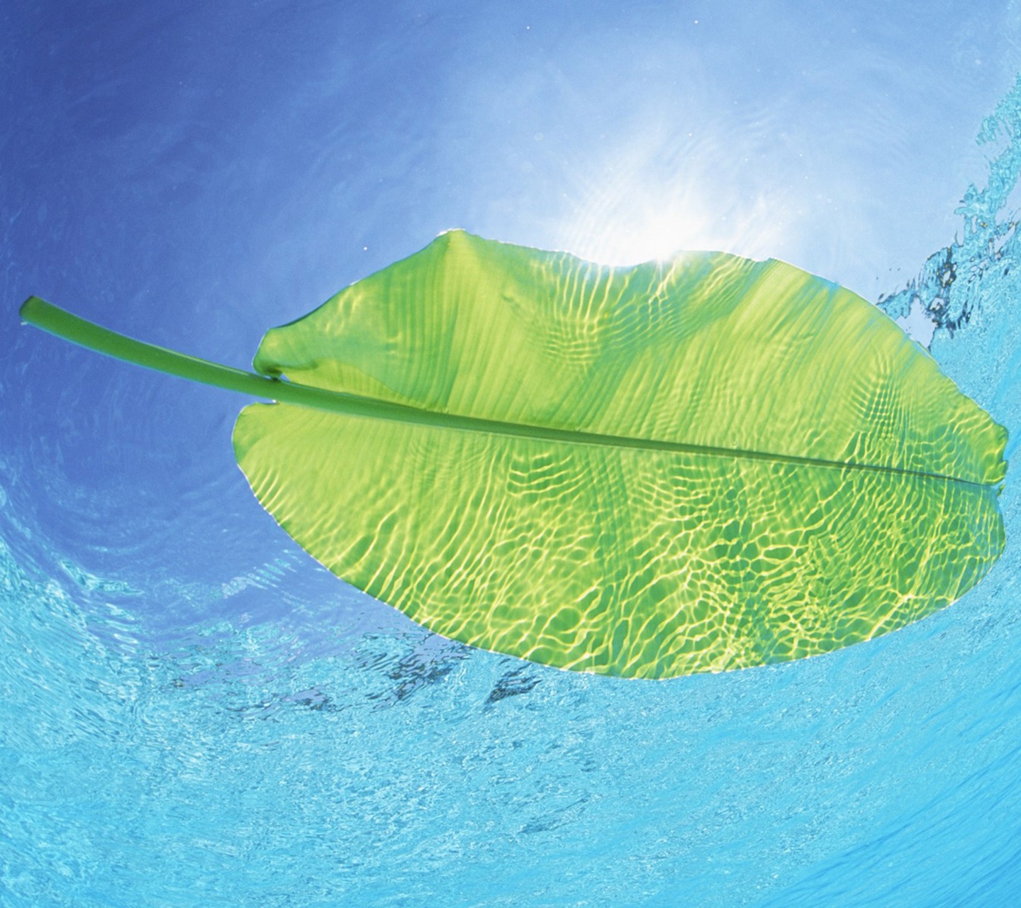 Maldives Leaf On Water