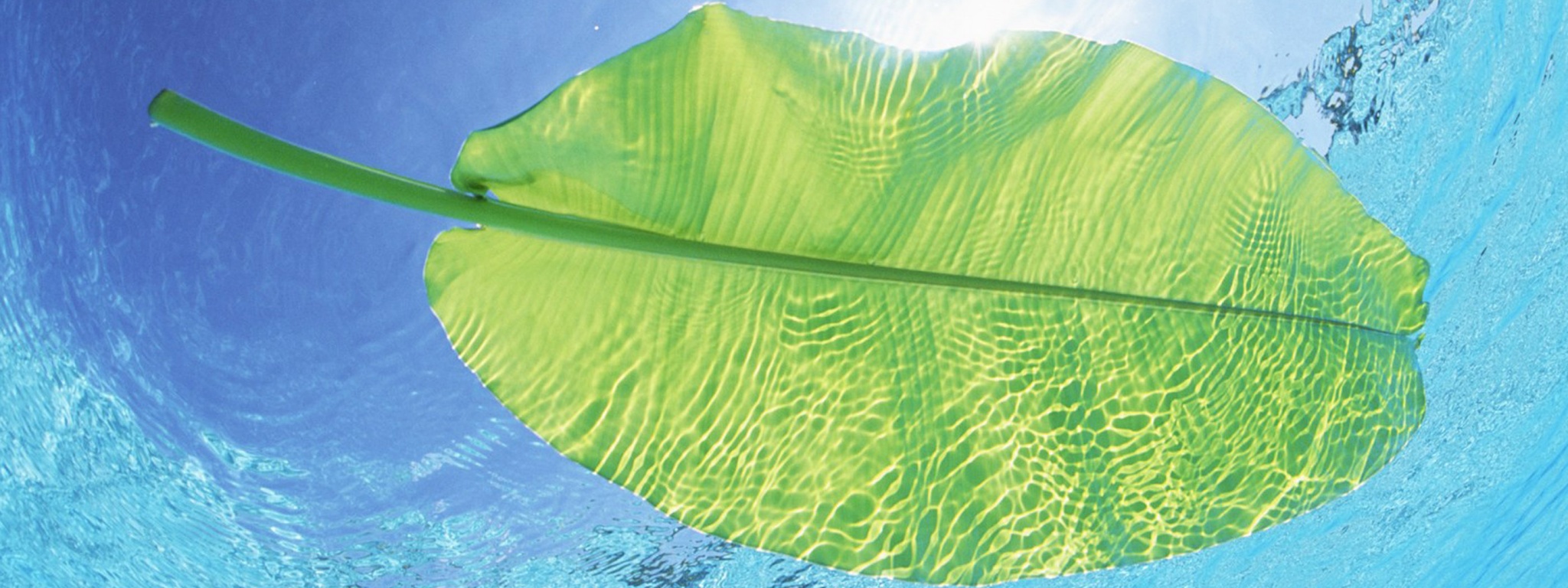 Maldives Leaf On Water