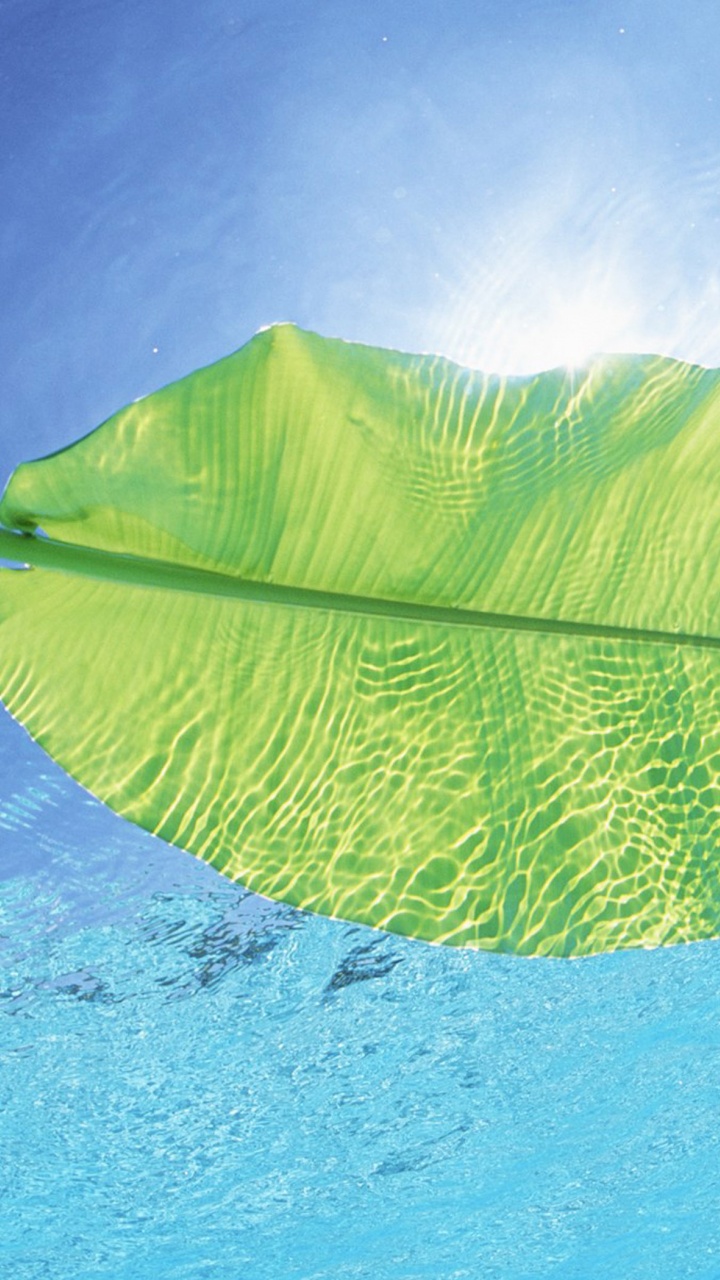 Maldives Leaf On Water