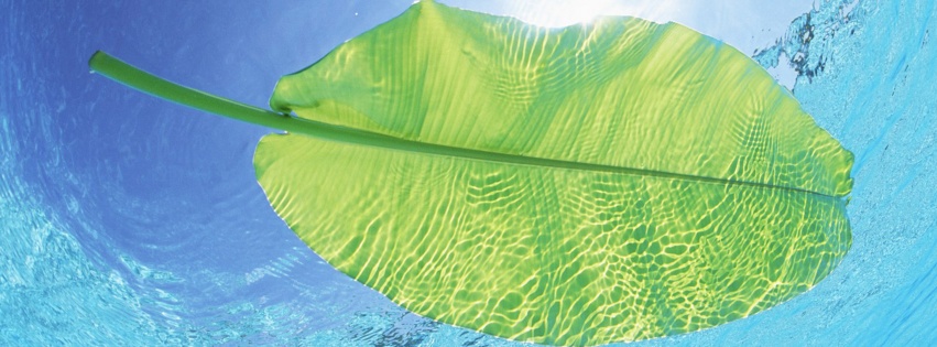 Maldives Leaf On Water