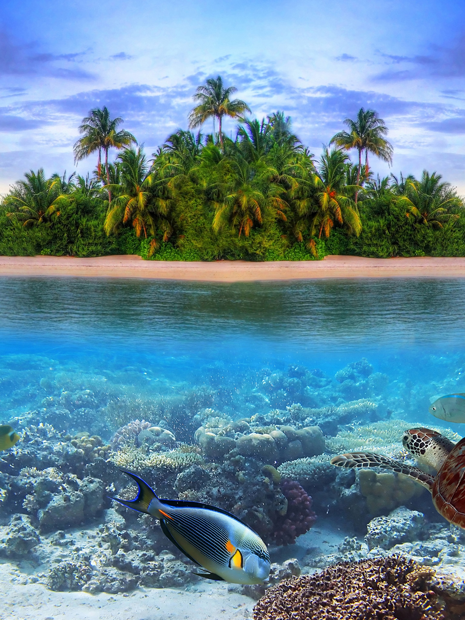 Marine Llife On A Tropical Island