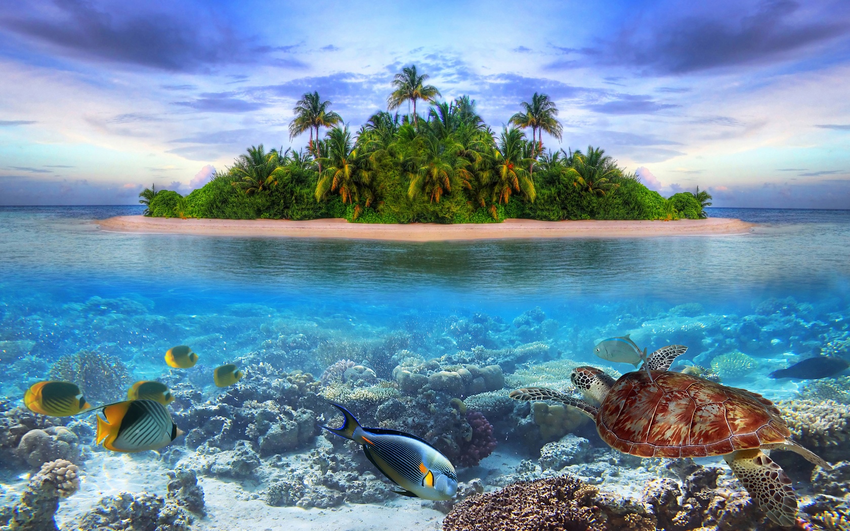 Marine Llife On A Tropical Island