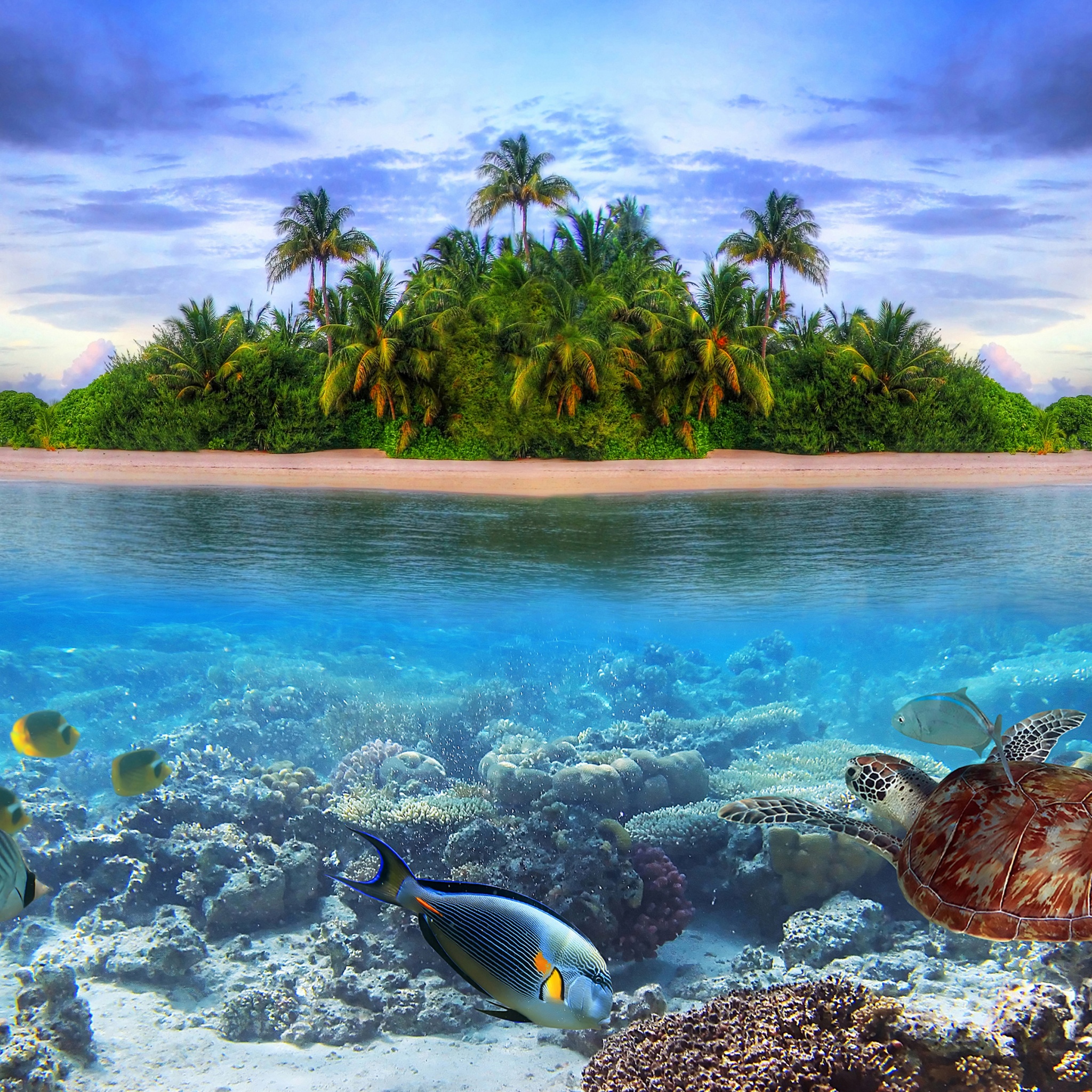 Marine Llife On A Tropical Island