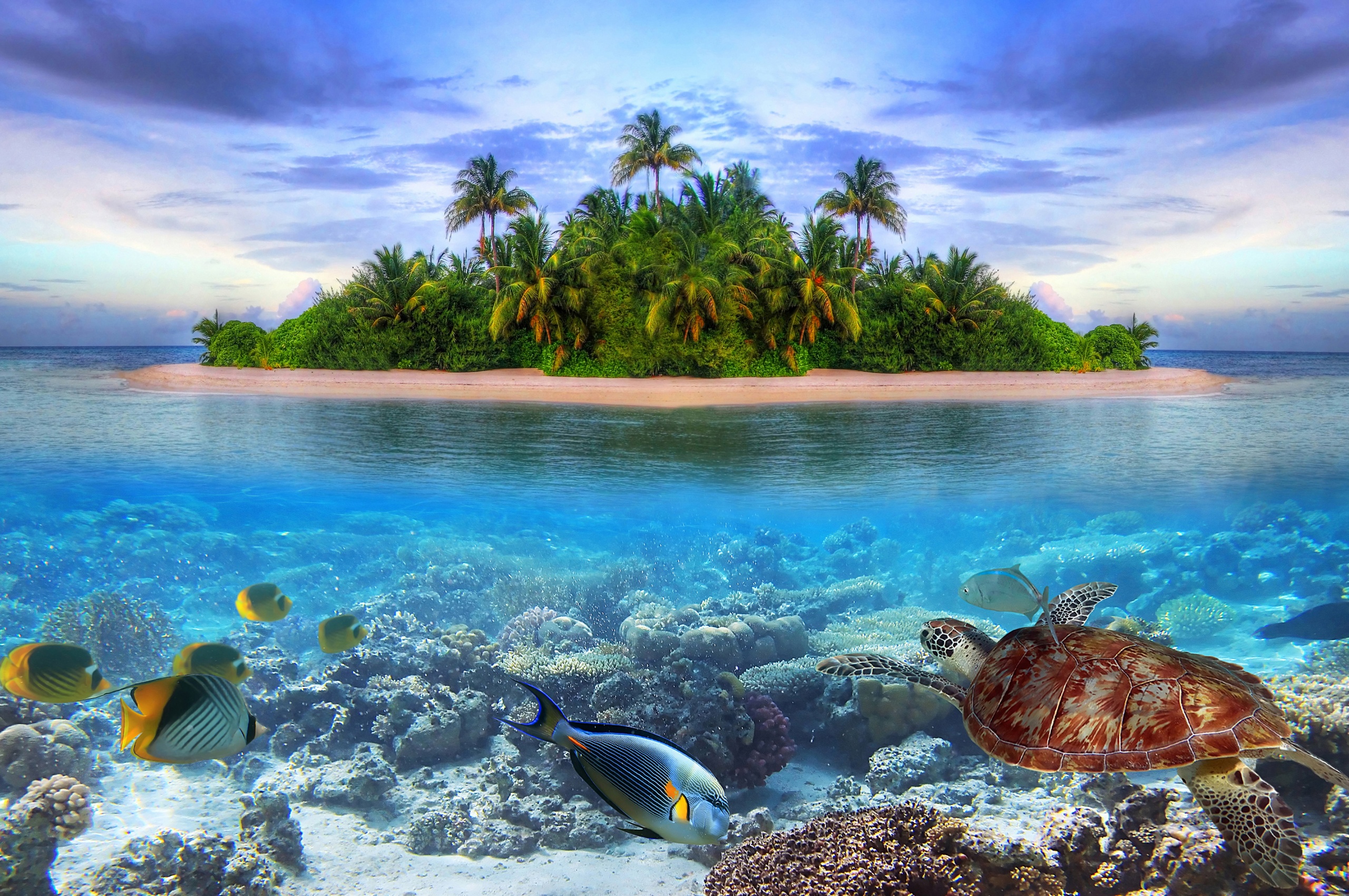 Marine Llife On A Tropical Island