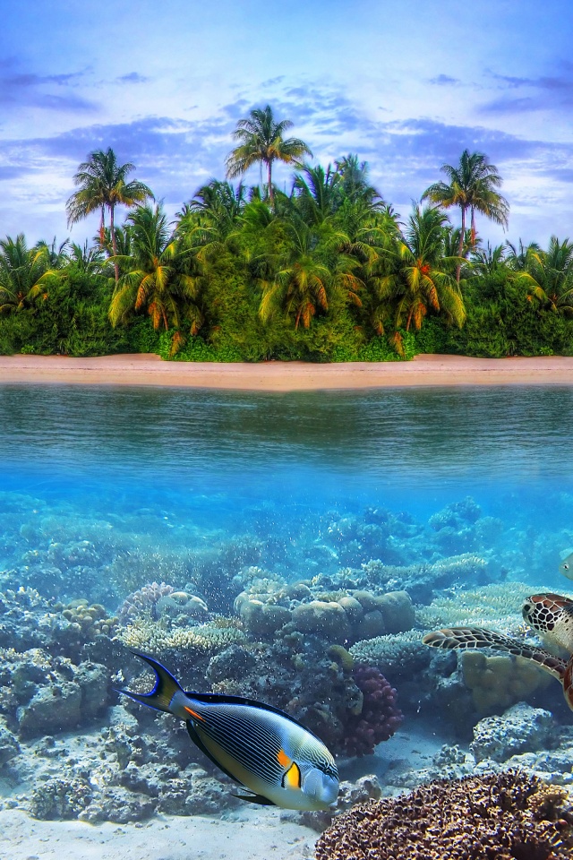 Marine Llife On A Tropical Island