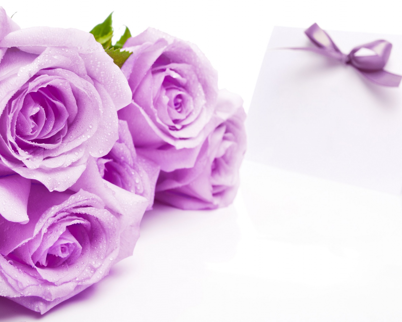 Mauve Roses