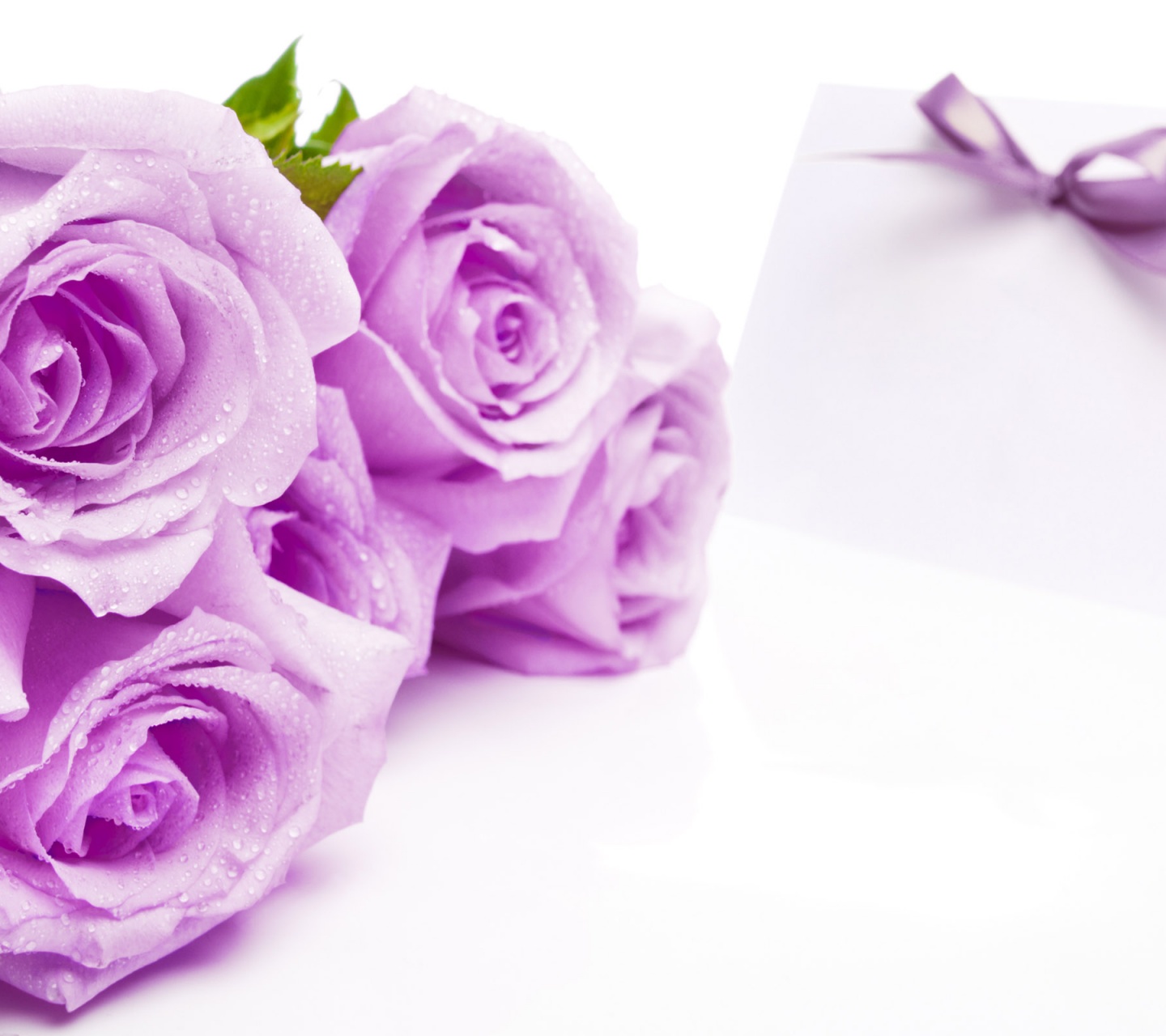 Mauve Roses