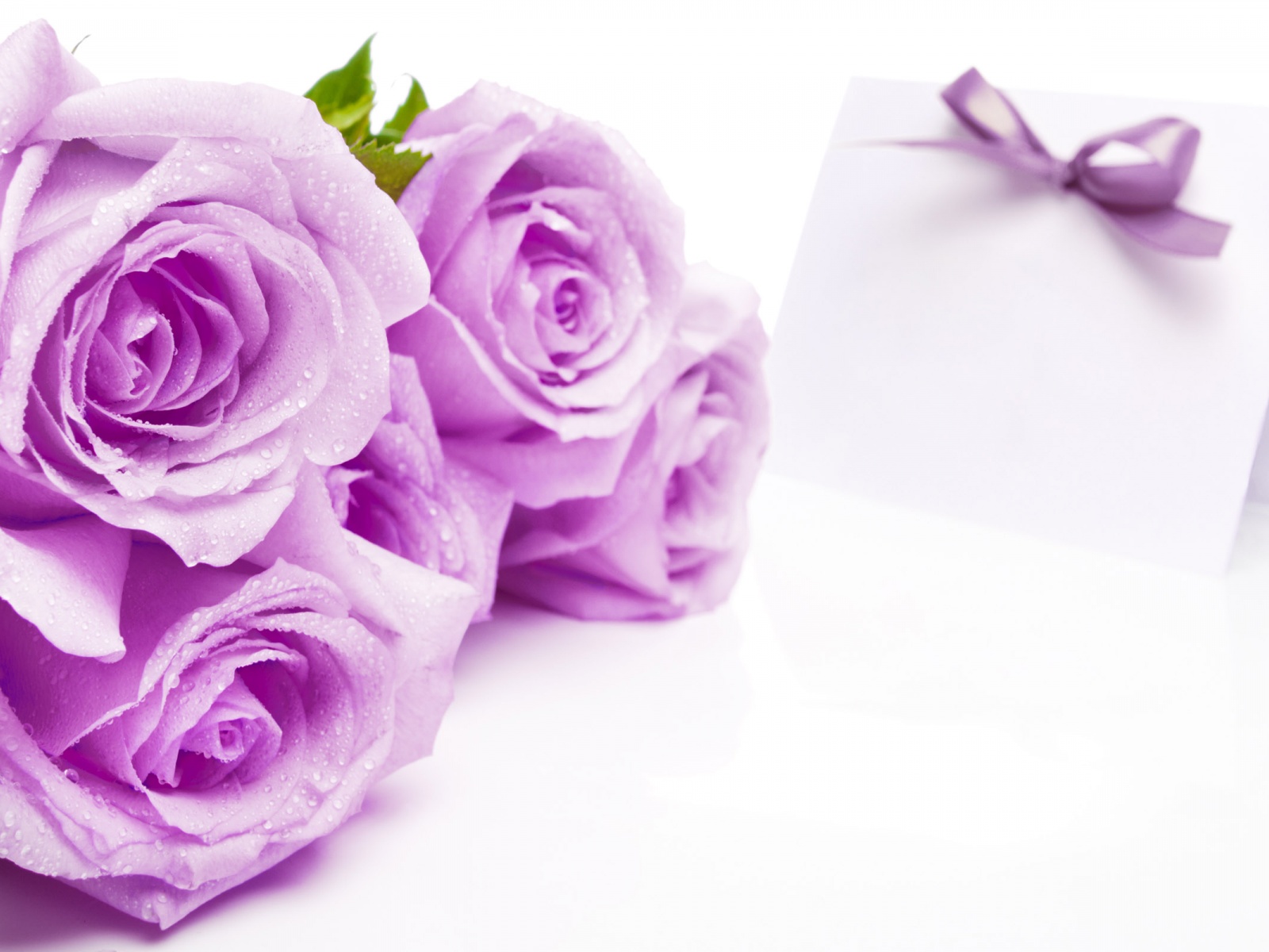 Mauve Roses