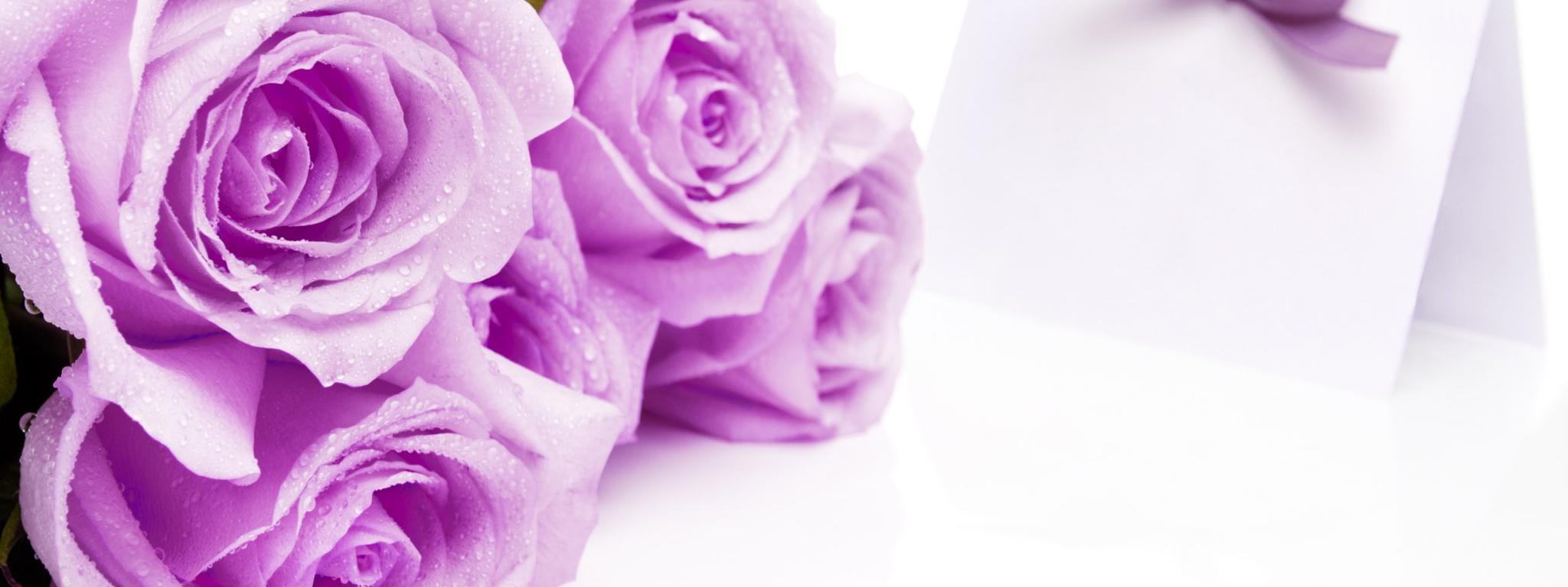 Mauve Roses