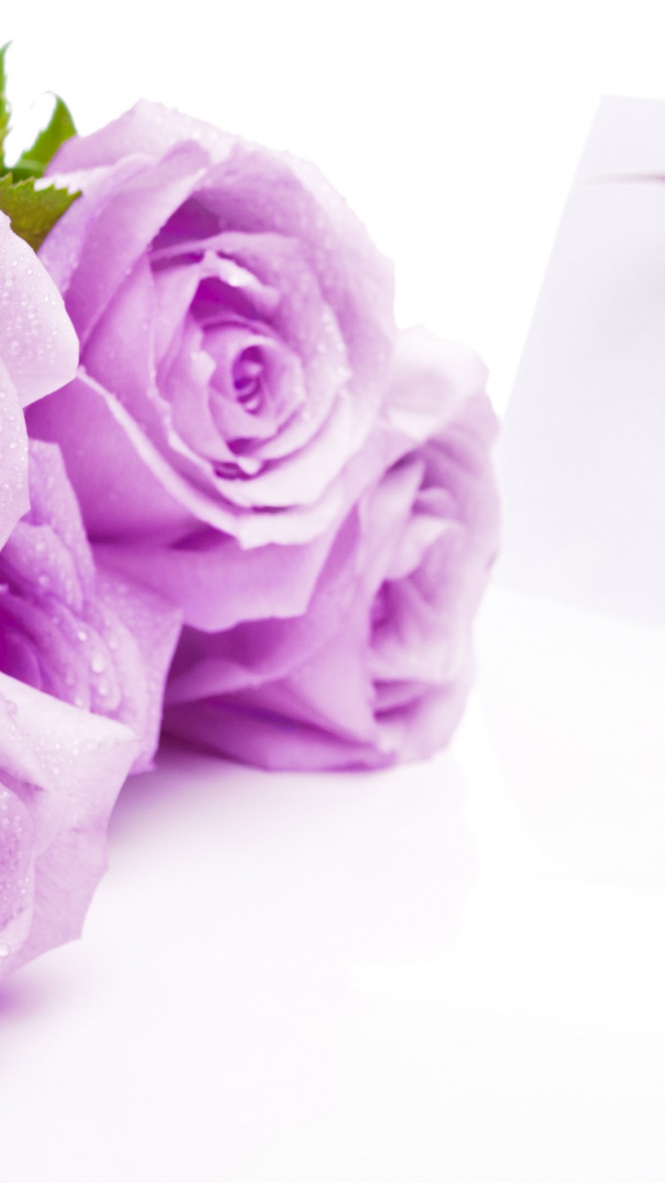 Mauve Roses