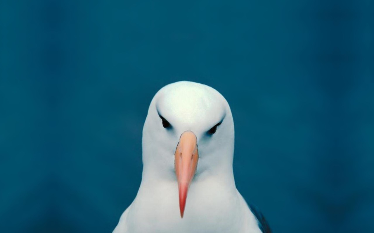 Minimalistic Funny Head Seagulls