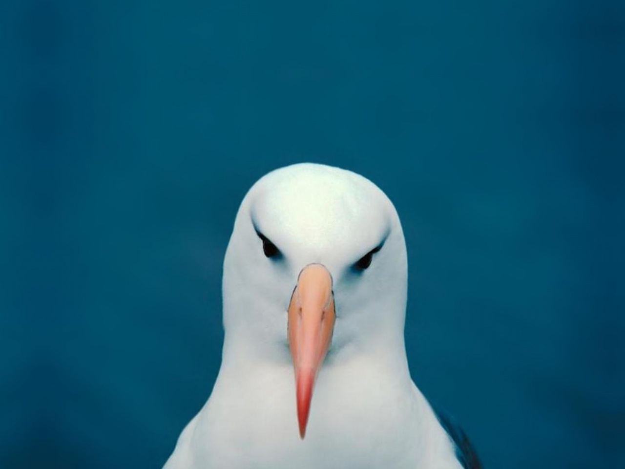 Minimalistic Funny Head Seagulls