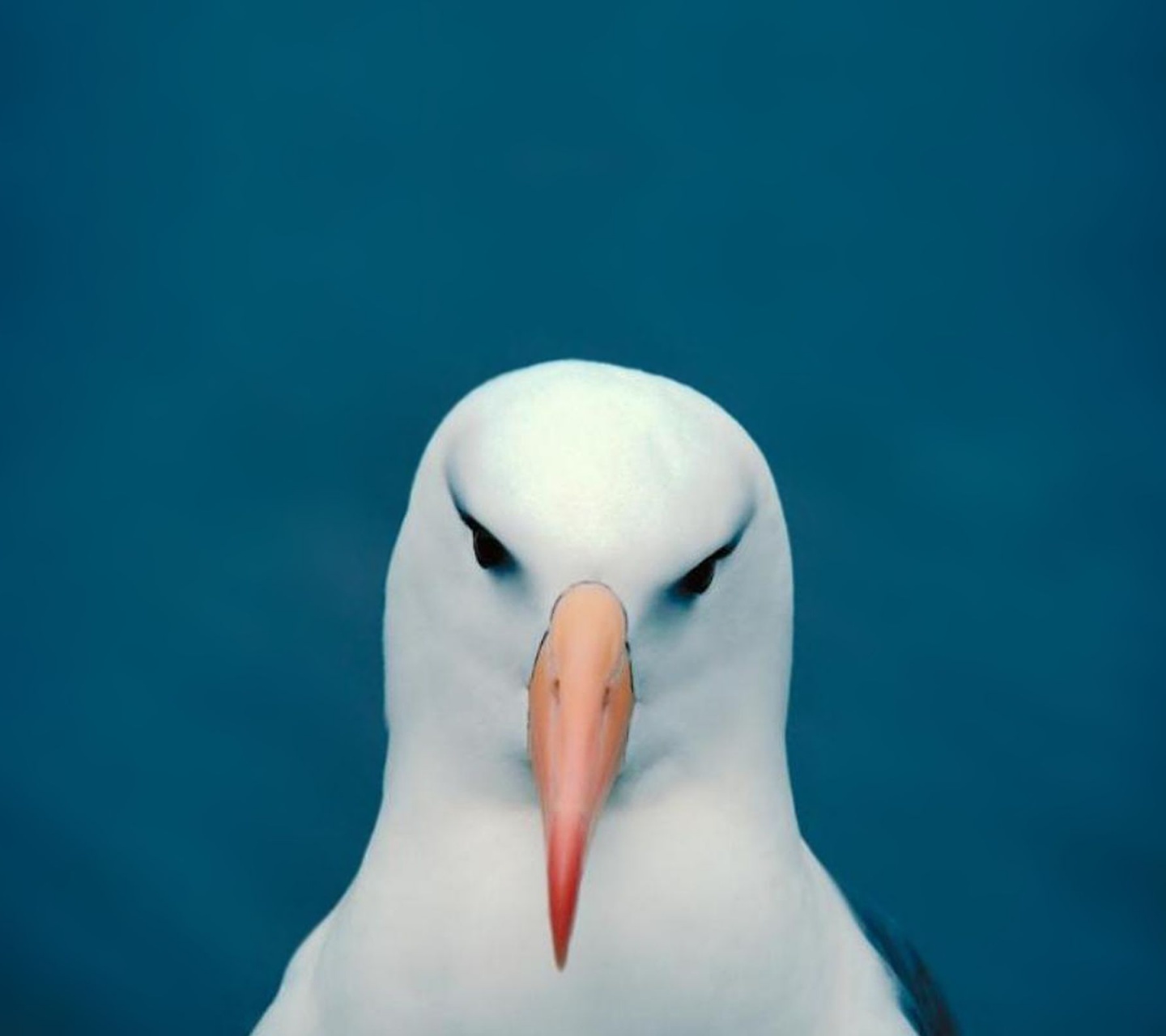 Minimalistic Funny Head Seagulls