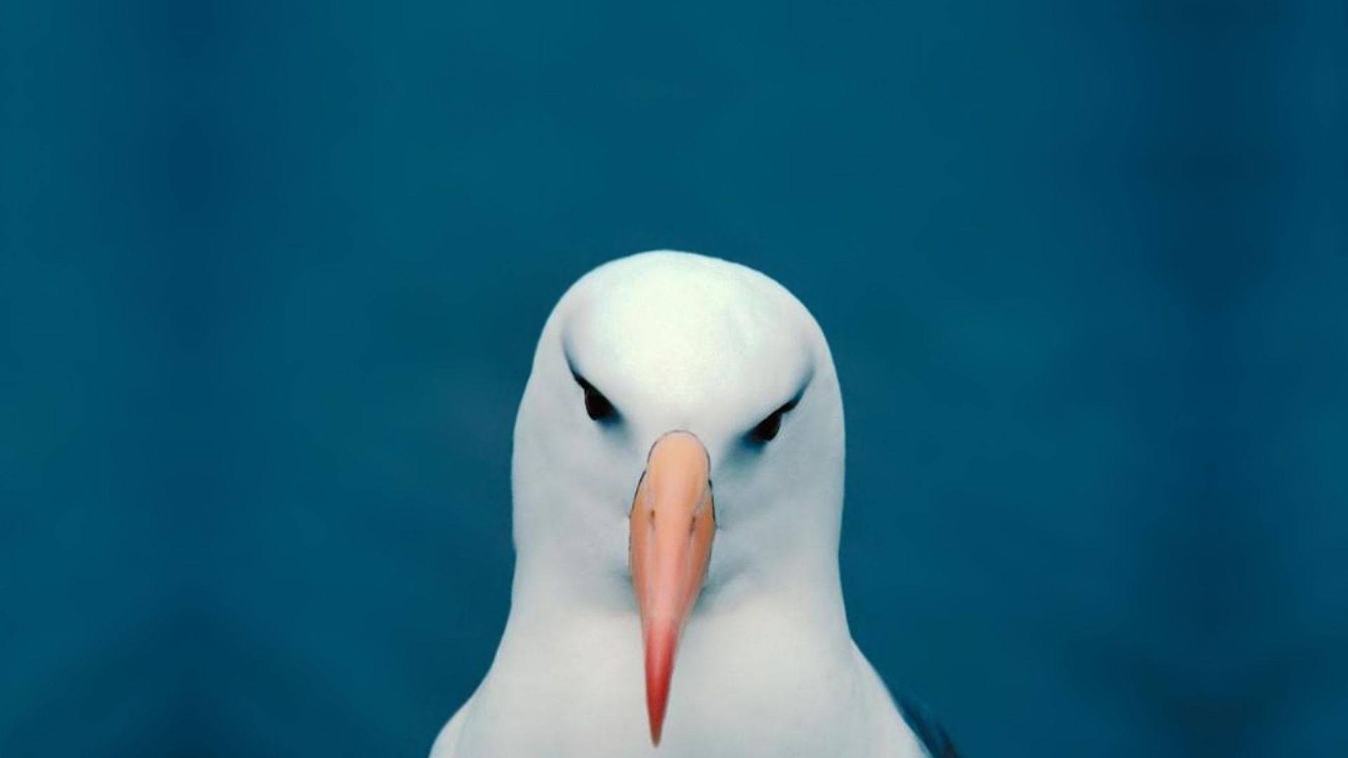 Minimalistic Funny Head Seagulls