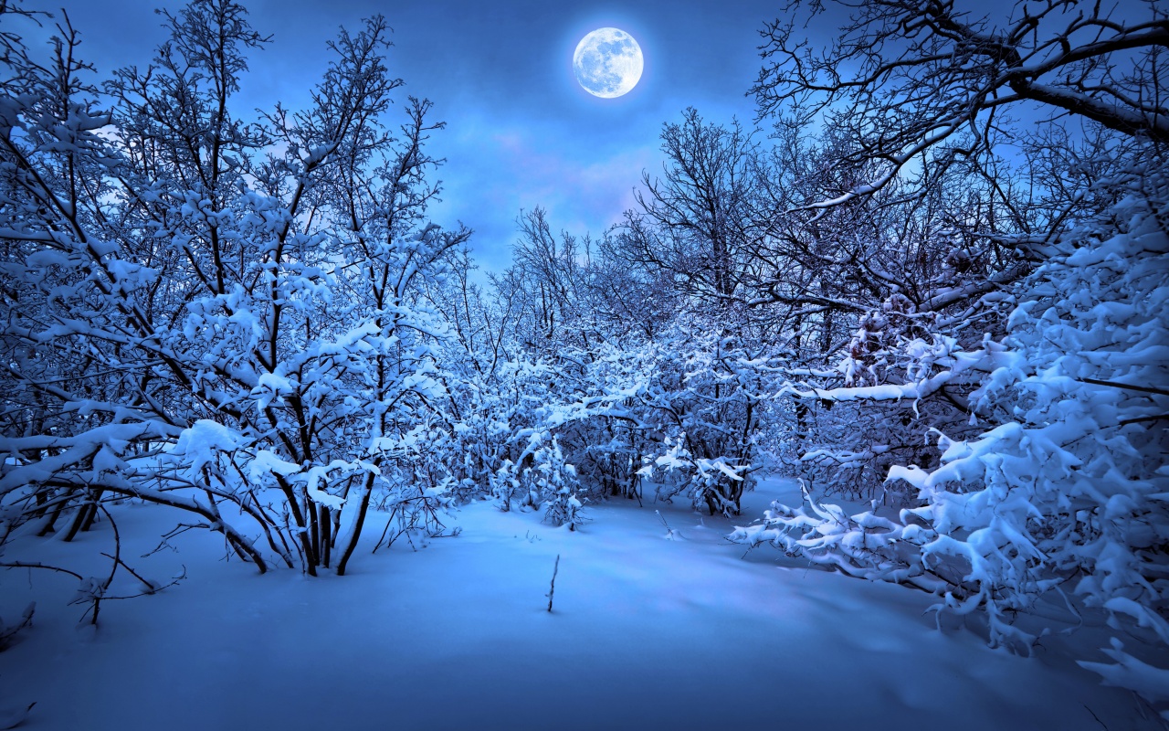 Moonlight On The Snowy Woods