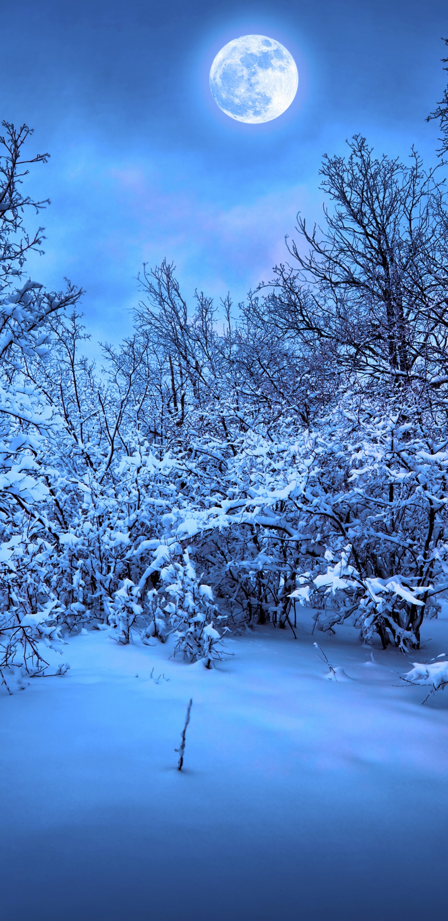 Moonlight On The Snowy Woods