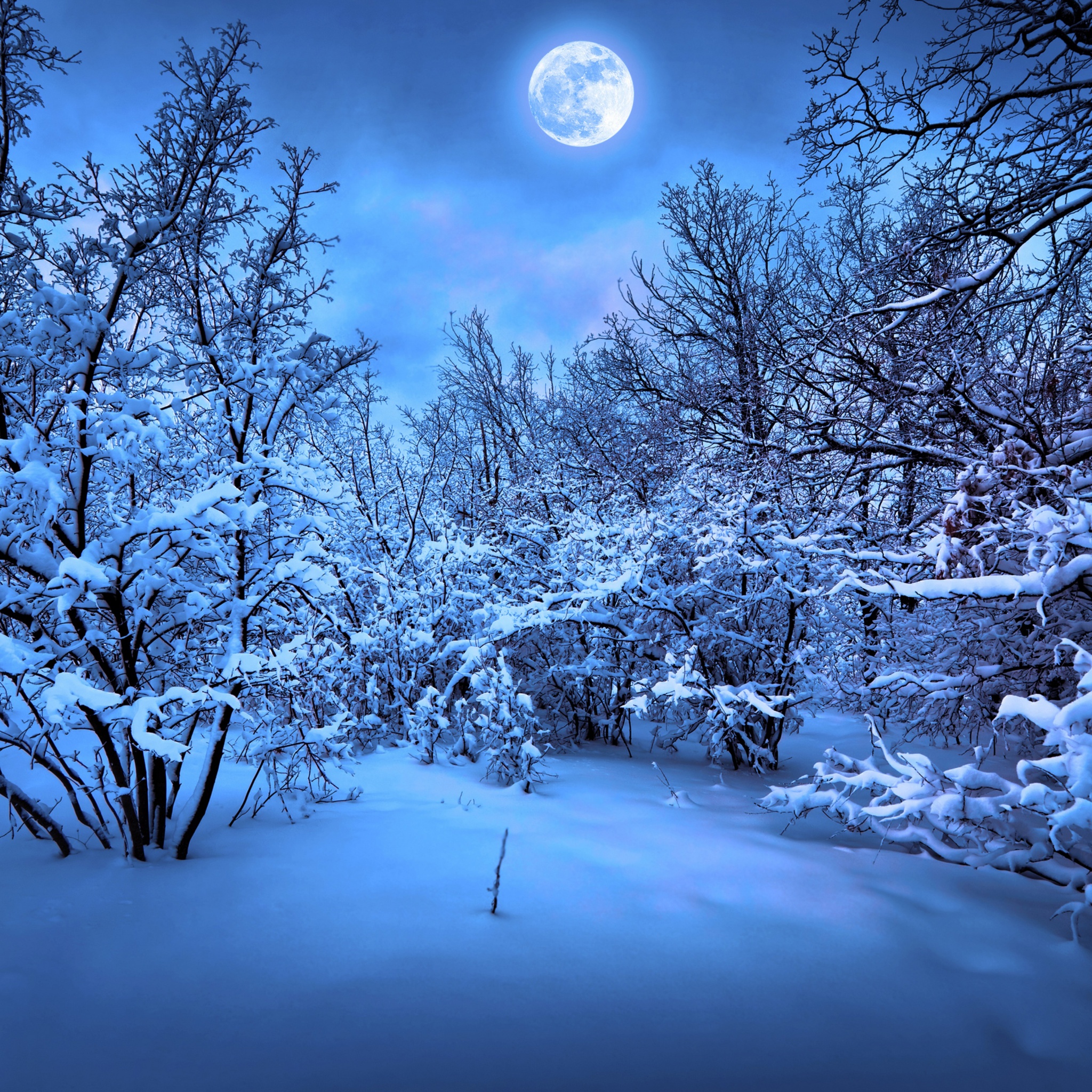 Moonlight On The Snowy Woods