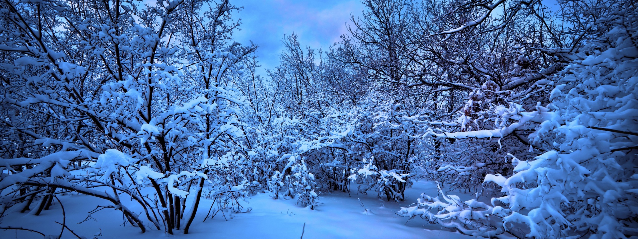 Moonlight On The Snowy Woods