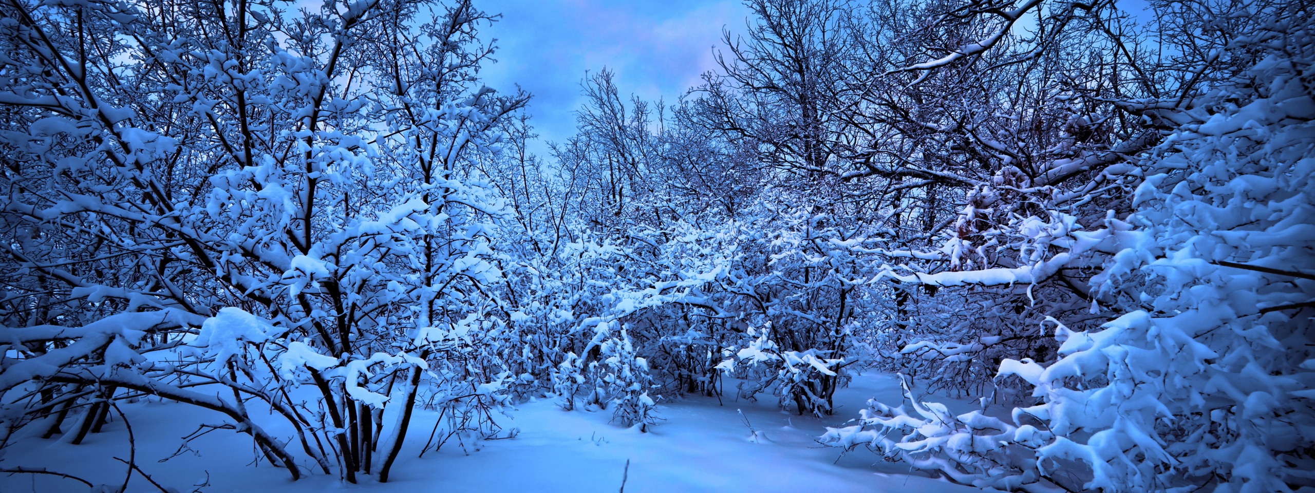 Moonlight On The Snowy Woods