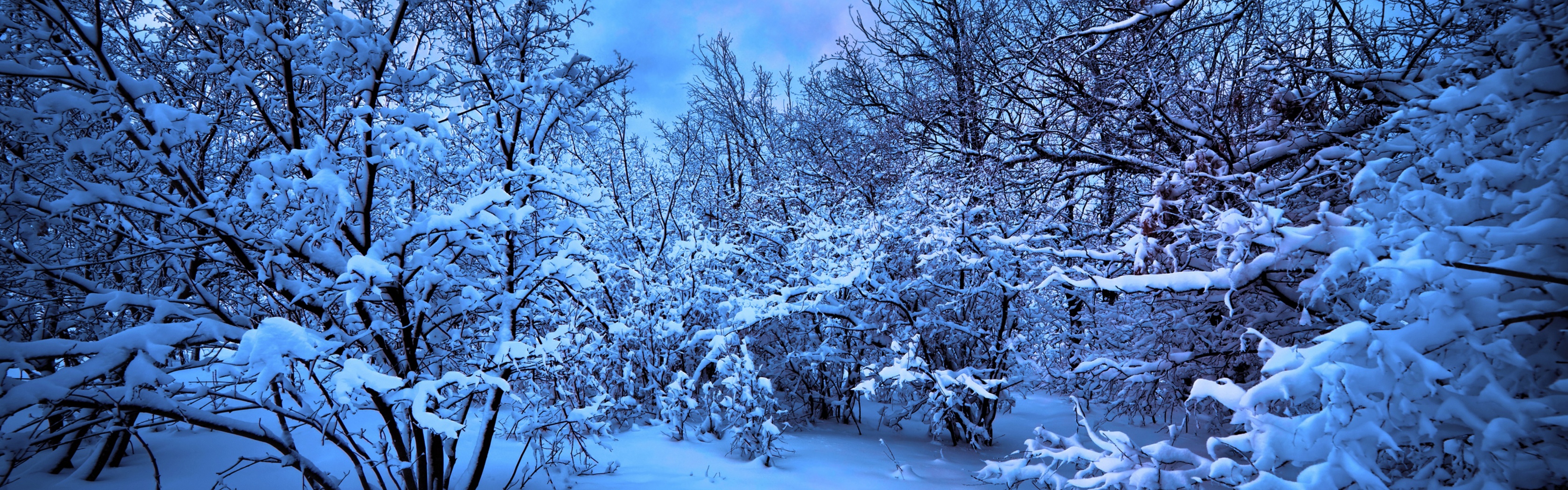 Moonlight On The Snowy Woods