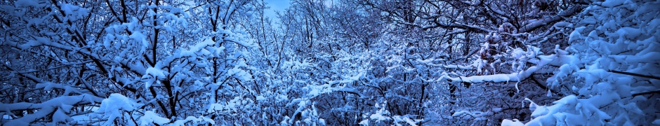 Moonlight On The Snowy Woods