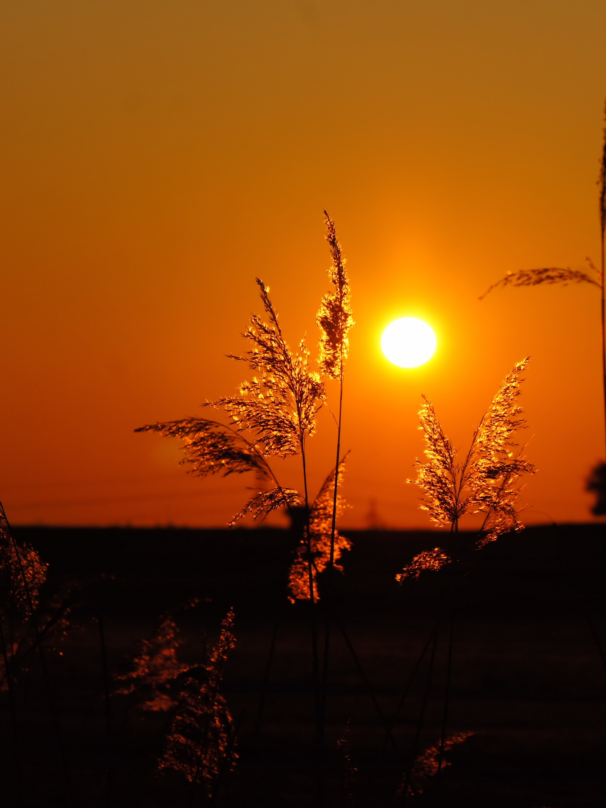 Morning Sunrise